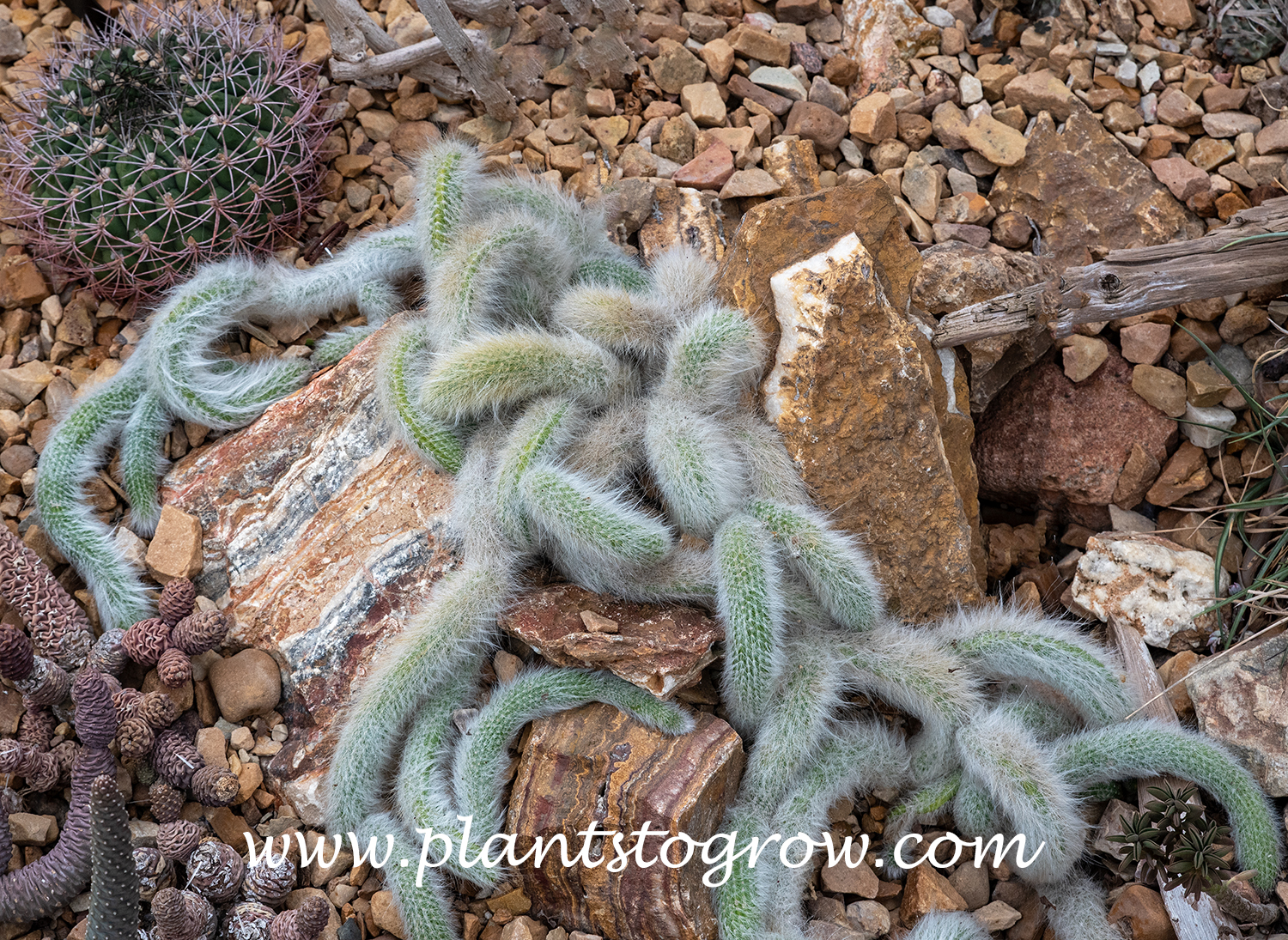 Monkeys Tail Cactus (Hildewintera colademononis)